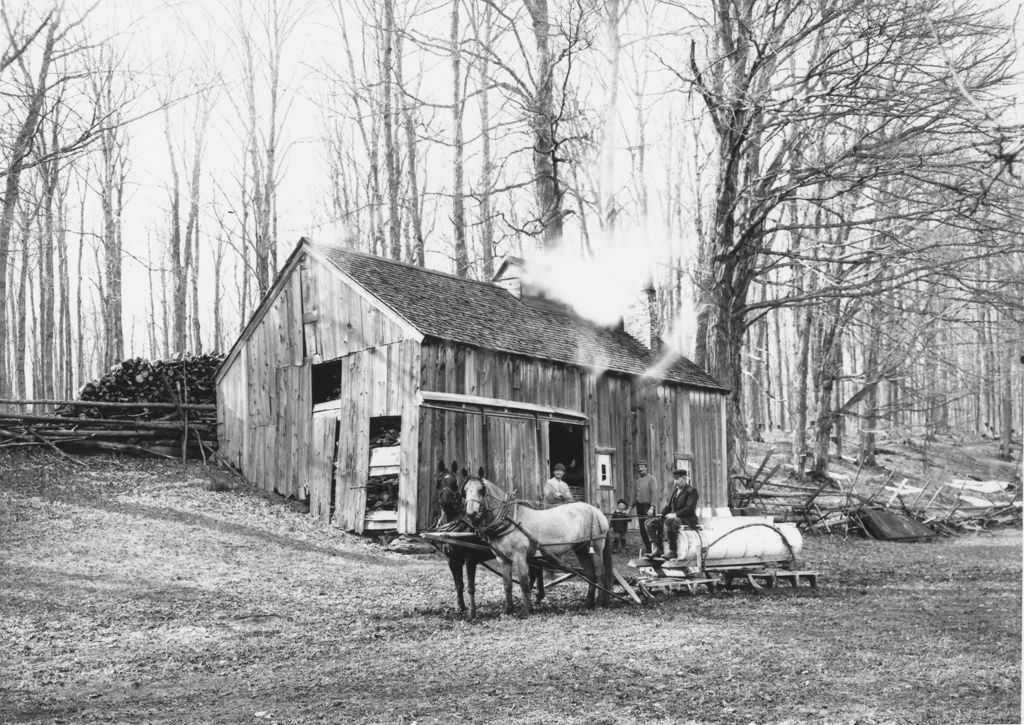 Miniature of Horses with gathering tank in front of sugar house