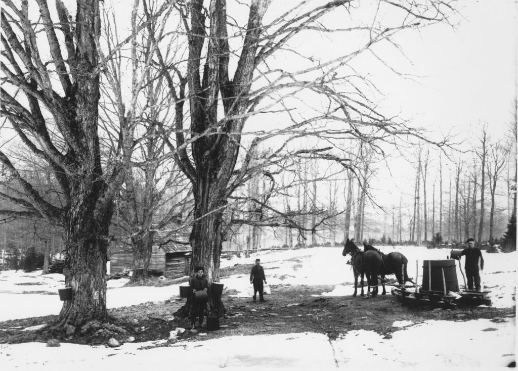 Miniature of Three unidentified people gathering sap with buckets and horses