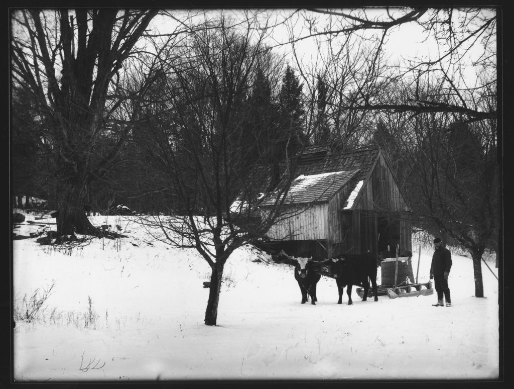 Miniature of Will Yeaw next to sugar house and oxen with gathering tank