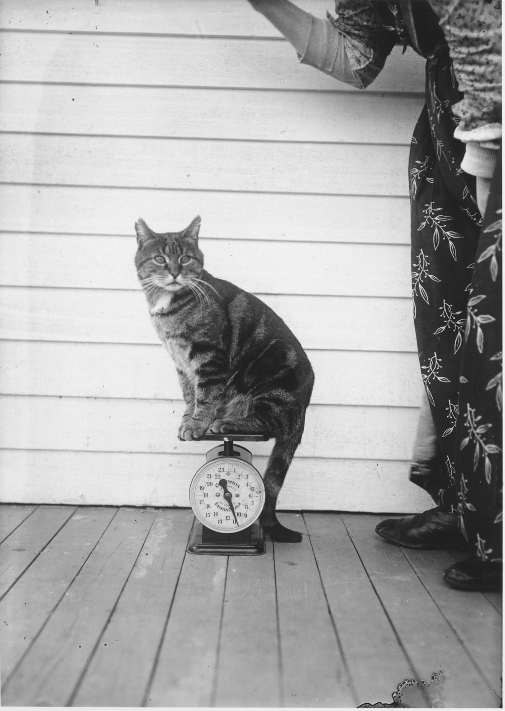 Miniature of Eleven pound cat balanced on a scale, Vermont